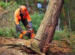 Best Seasonal Cleanup (Spring/Fall)  in West View, PA